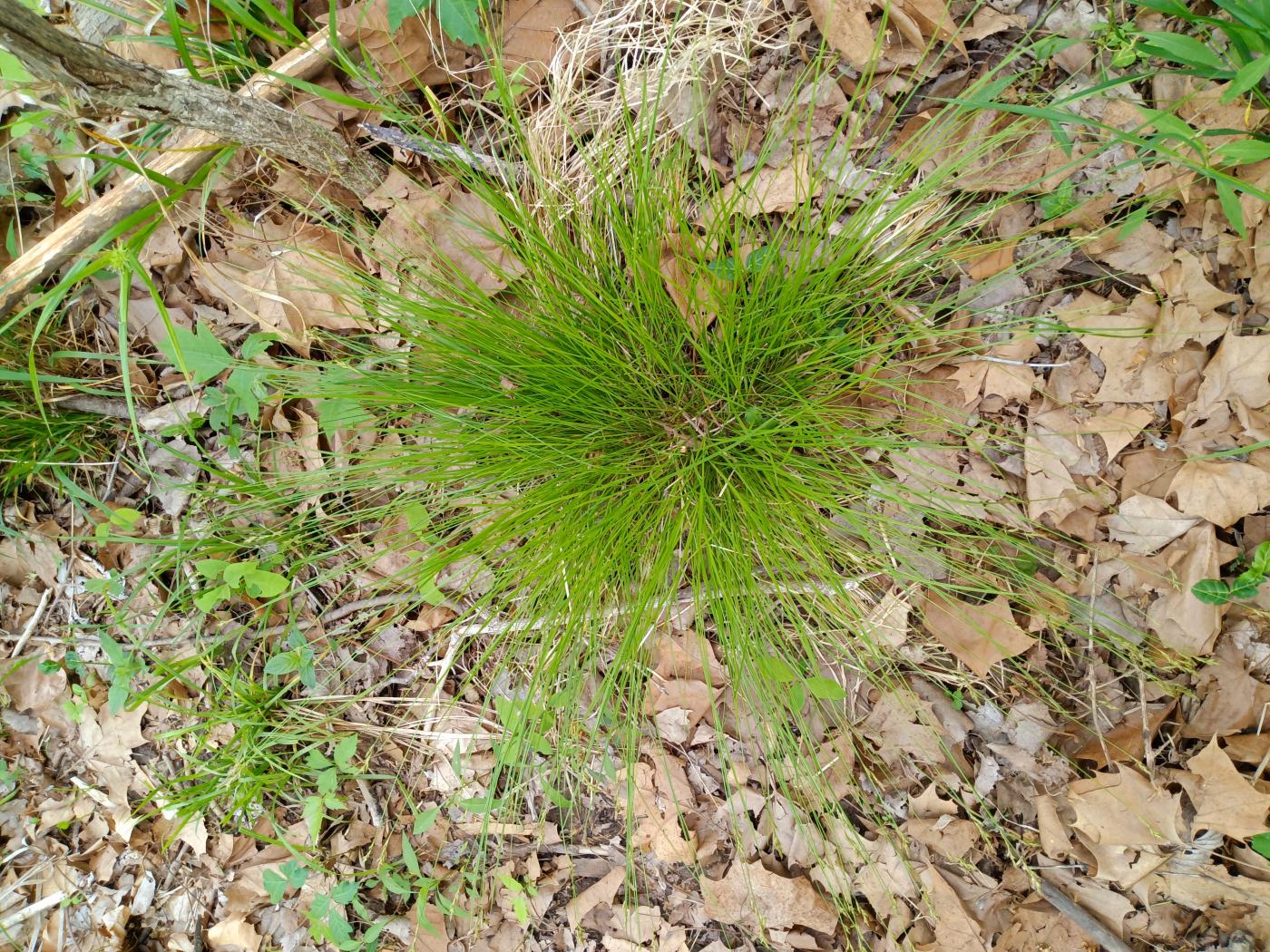 Carex bromoides subsp. bromoides image